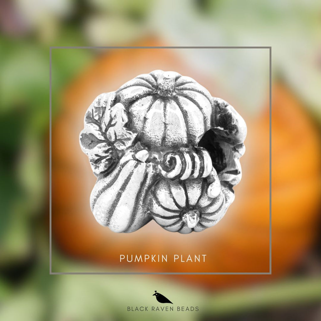 Black Raven - Pumpkin Plant