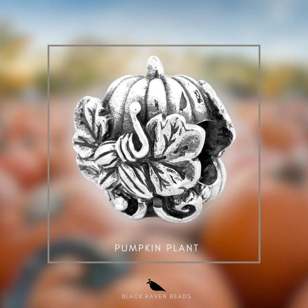 Black Raven - Pumpkin Plant